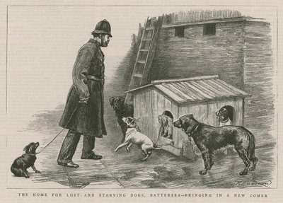 El hogar para perros perdidos y hambrientos de English School