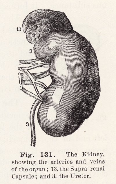 El riñón, mostrando las arterias y venas del órgano (grabado) de English School