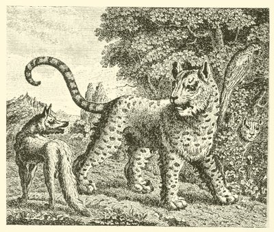 El leopardo y el zorro (grabado) de English School