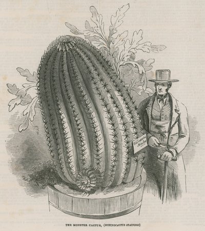 El cactus monstruo (Echinocactus stainesh) en los Jardines Reales, Kew, Londres de English School