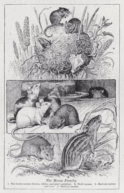 La familia de los ratones de English School