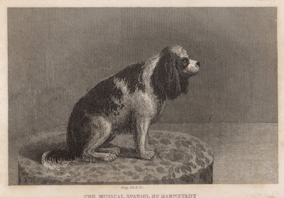 El Spaniel musical de Darmstadt de English School
