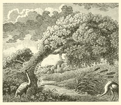 El roble y la caña (grabado) de English School