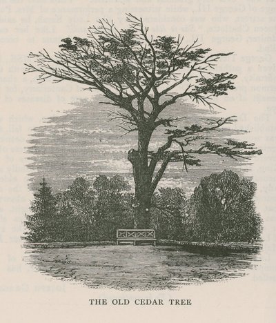 El viejo cedro, Holland House de English School