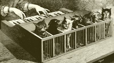 El piano de los gatos de English School