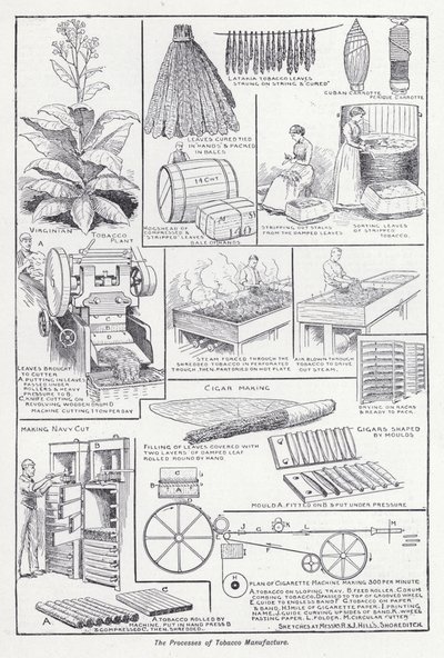 Los procesos de fabricación del tabaco de English School