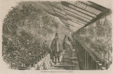 Exposición de camelias en el Vivero de Vauxhall de English School