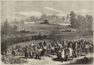 La vendimia en Medoc de English School