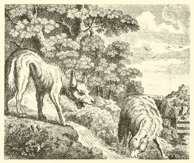 El lobo y el cordero (grabado) de English School