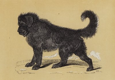 Perro Thibet (litografía en color) de English School