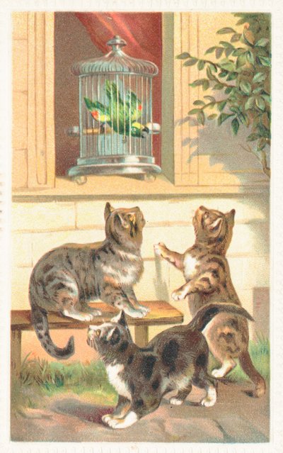 Tres gatos sentados debajo de una ventana de English School