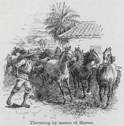 Trilla a caballo (grabado) de English School