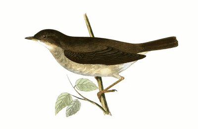 Ruiseñor, ilustración de 