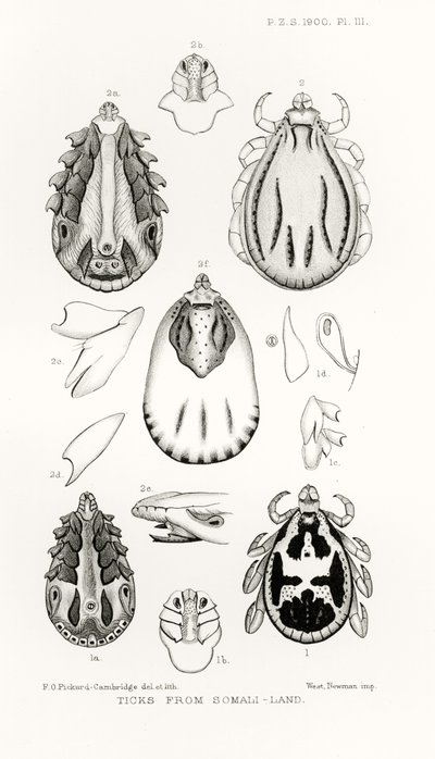 Garrapatas de Somalilandia, ilustración de The Hope Reports, Vol. II, 1897-1900, editado por Edward B. Poulton, Oxford, 1901 de English School