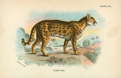 Gato tigre de English School