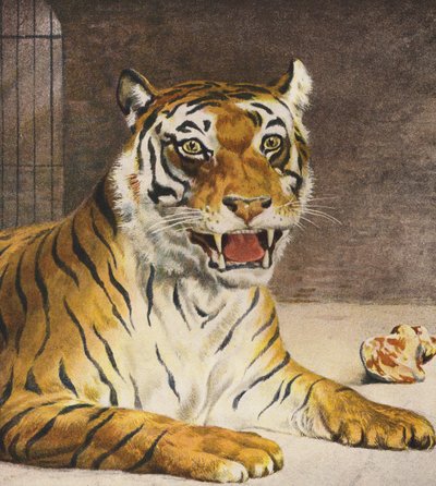 Tigre (litografía en color) de English School