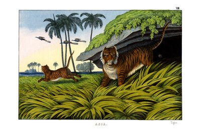 Tigre de English School