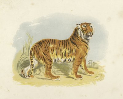 Tigre de English School