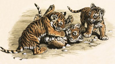 Cachorros de tigre de English School