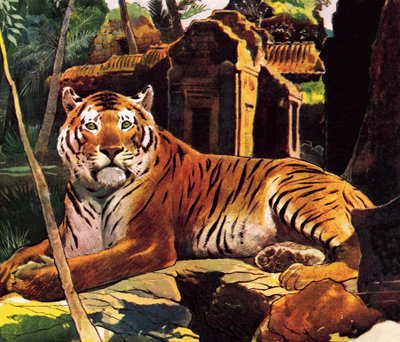 Tigre en las ruinas de English School