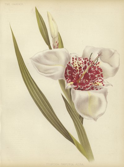 Tigridia pavonia Alba de English School