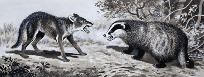 Diente y Garra: Animales en Combate de English School