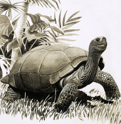 Tortuga de English School