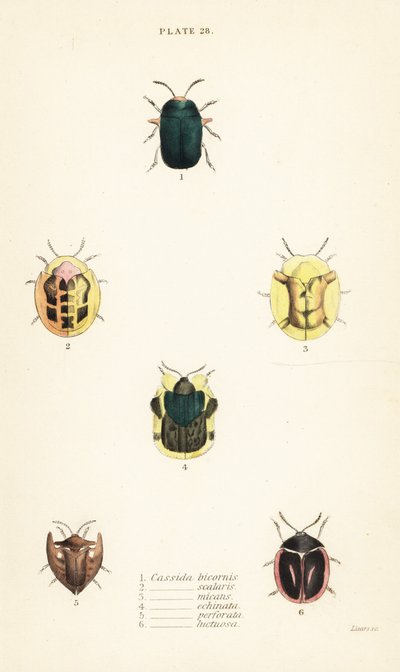 Escarabajos tortuga: Omocerus bicornis, Cassida scalaris, Cassida micans, Cassida echinata, Cassida perforata, Cassida luctuosa de English School