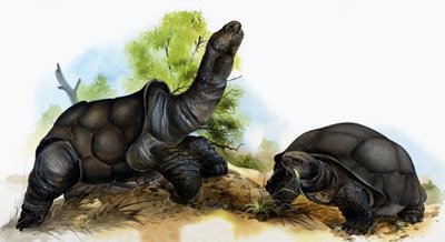 Tortugas de English School