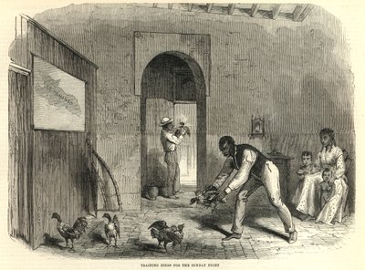 Entrenando pájaros para la pelea del domingo de English School