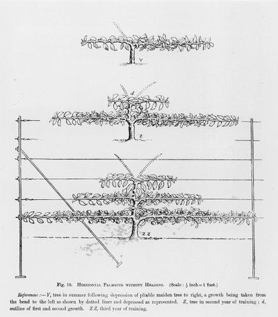 Entrenamiento de árboles frutales jóvenes, de The Fruit Growers Guide por John Wright, publicado c.1897-1905 de English School