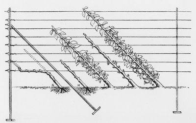 Entrenamiento de árboles jóvenes, de The Fruit Growers Guide por John Wright, publicado c.1897-1905 de English School