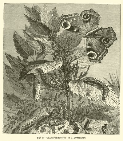 Transformaciones de una mariposa de English School