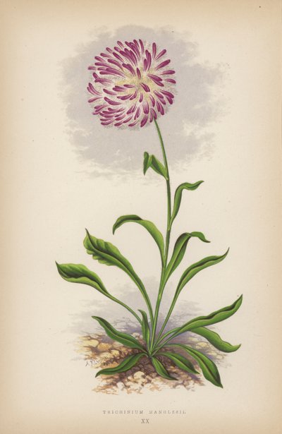 Trichinium Manglesii de English School
