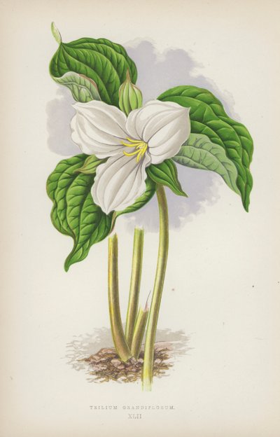Trilium Grandiflorum de English School