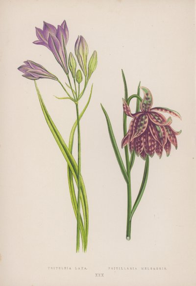 Triteleia Laxa; Fritillaria Meleagris de English School