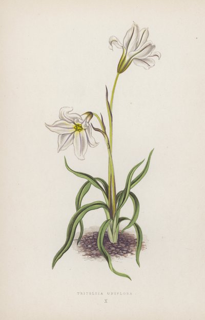Triteleia Uniflora (litografía en color) de English School