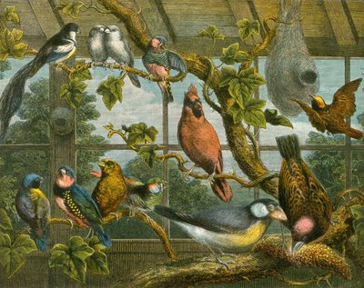 Aves tropicales de English School