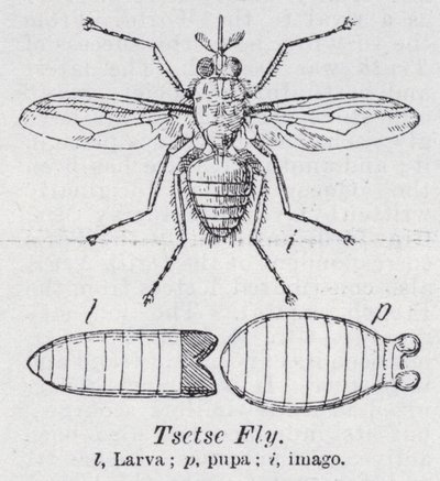 Mosca Tsetsé de English School