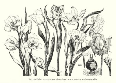 Tulipanes; misma flor carmesí; amarillo; carmesí; blanco de English School