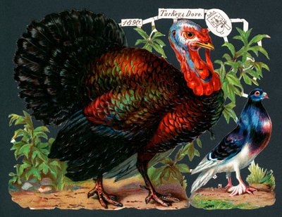 Pavo y paloma de English School