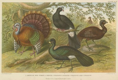 Pavos y hocofaisanes de English School