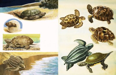 Tortugas de English School