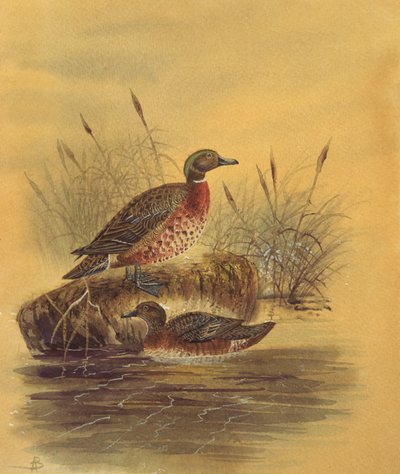 Dos patos junto a un banco de juncos, c.1890 de English School