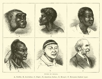 Tipos de cabezas de English School