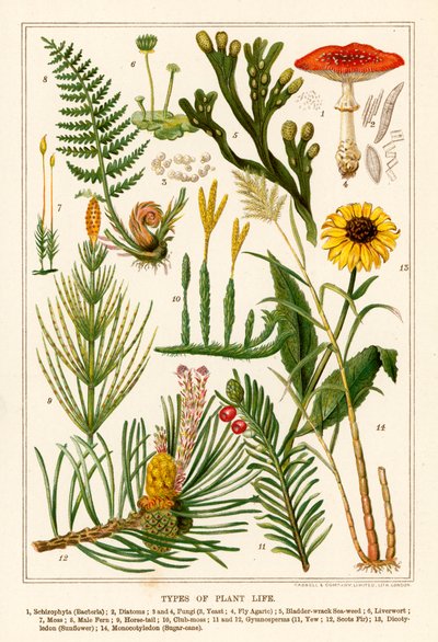 Tipos de plantas (litografía en color) de English School