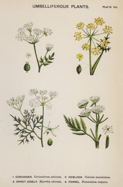 Plantas umbelíferas (litografía en color) de English School