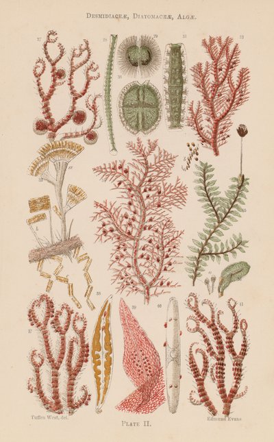 Bajo el microscopio: Desmidiaceae, Diatomaceae, Algas (litografía en color) de English School