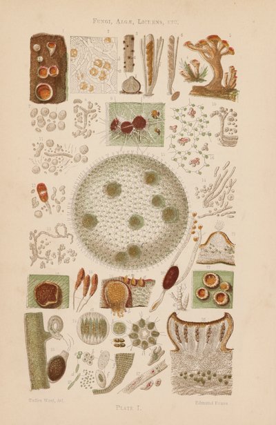 Al microscopio: Hongos, algas, líquenes, etc. (litografía en color) de English School