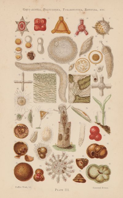 Al microscopio: Gregarinida, Polycystina, Foraminifera, Rotifera, etc (litografía en color) de English School